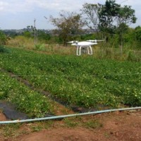 Projeto prevê uso de drones no combate a doenças e pragas no cultivo de tomate